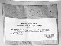 Armillaria mellea image